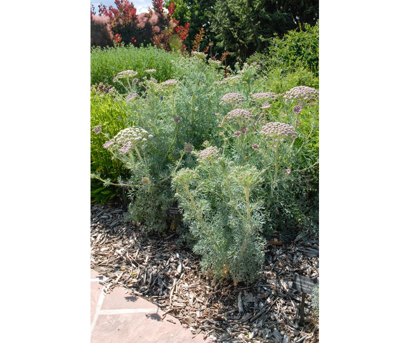Moon Carrot